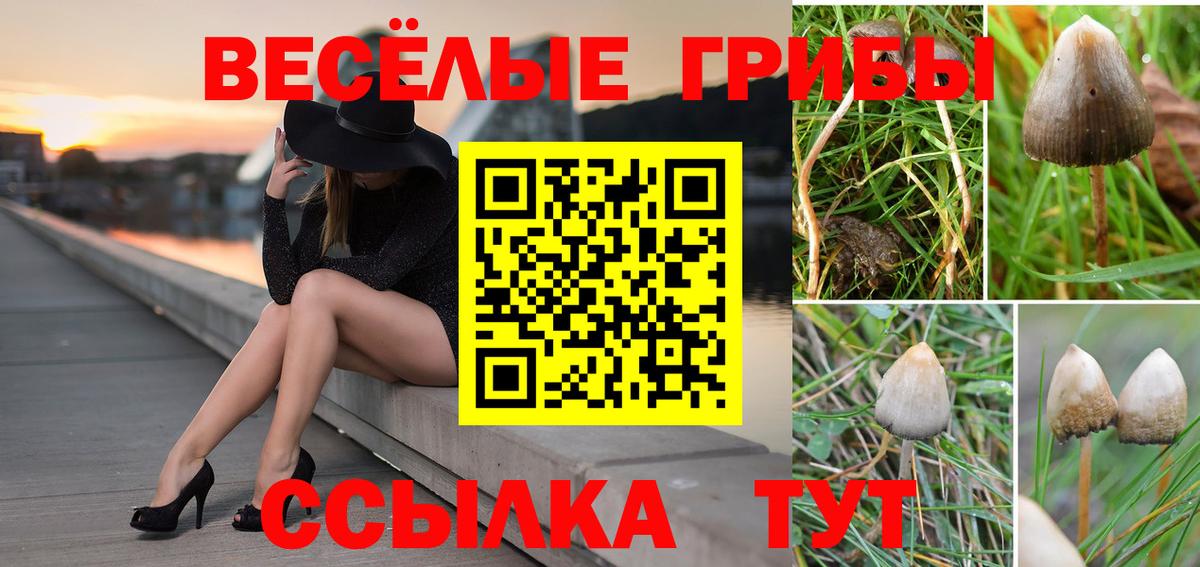 Псилоцибиновые грибы Psilocybine cubensis Сафоново